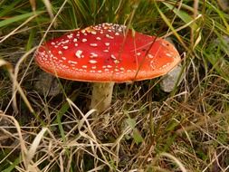 toxic red mushroom, fly agaric