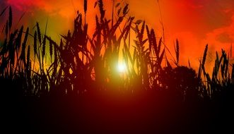 Romantic sunset in evening sky