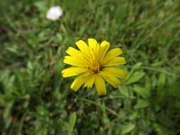 flower yellow in the green yard