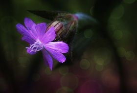 closeup of a violet wild flower