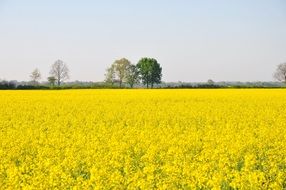 bright yellow flowering field