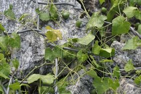 climbing plant with green fruits