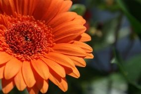 orange gerbera in spring