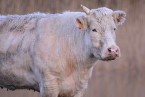cow in the meadow