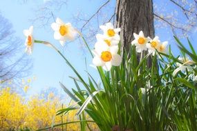 daffodils spring