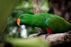 green parrot on a tree branch in a rainforest