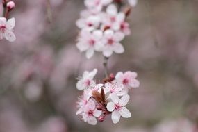 bloom cherry in the garden