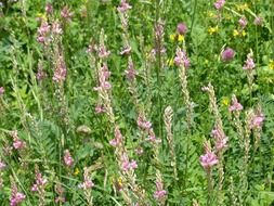 onobrychis viciifolia