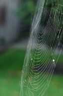 cobweb made by spider