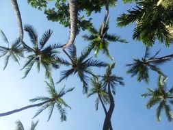 palm trees in Hawaii