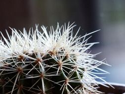 cactus with white spines