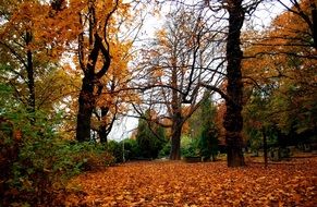 colorful autumn trees at park