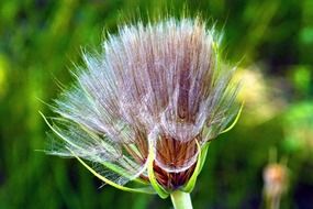 fluffy blooming wildflower macro