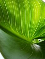 large sheet of bright lily arum