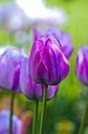 purple tulips close up