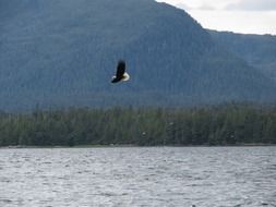 astounding bald eagle