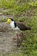 masked lapwing in wildlife