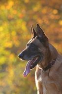 Dog in autumn forest