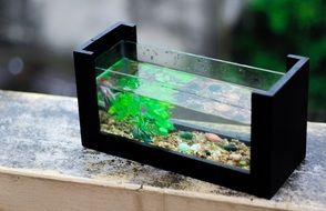 aquarium on the windowsill