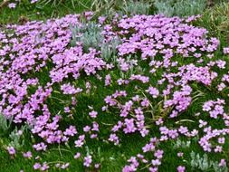 primula catchfly blossom in the meadow
