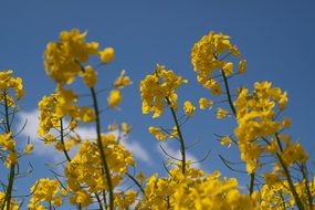 bright bloom of rapeseed close up