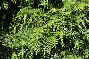 thuja branches, background