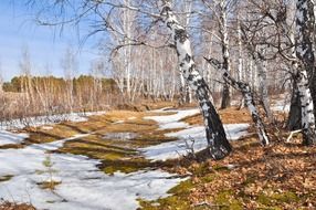 snow and birch trees nature