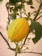 ripe yellow lemon on the tree