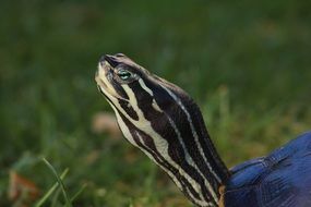 water turtle in the garden close-up on blurred background