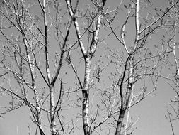 grey photo of trees without leaves