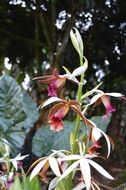 purple orchid flowering plant