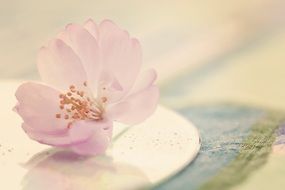 pale pink flower of cherry tree