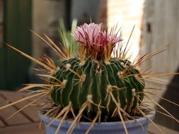 blooming cactus in a pot