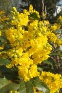 Yellow mahonia aquifolium bush