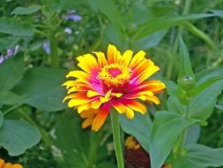 wild bright flower among green leaves