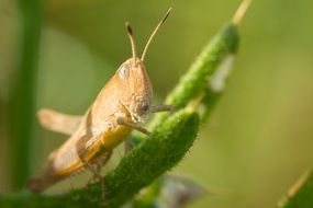 macro photo of grasshopper in nature