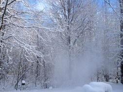 very beautiful magic forest