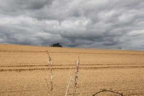 Landscape of summer field