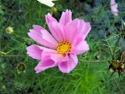 pink cosmos flower in spring garden
