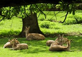 Deers under the tree shadow