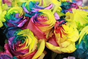 unusual rainbow roses