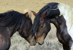 wild horses in nature