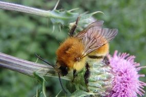 bumblebee on flower