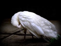 White Peacock in the dark