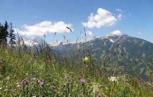 blooming wild meadow on a background of a mountain in Upper Austria