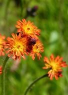 wild orange flowers on the green meadow