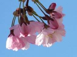 pink decorative cherry buds