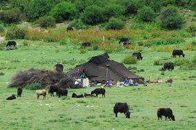 tibetan buffalo on green grass in the nomad camp