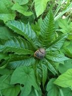 slow snail on a green leaf