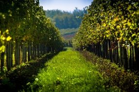 Beautiful vineyard in Austria